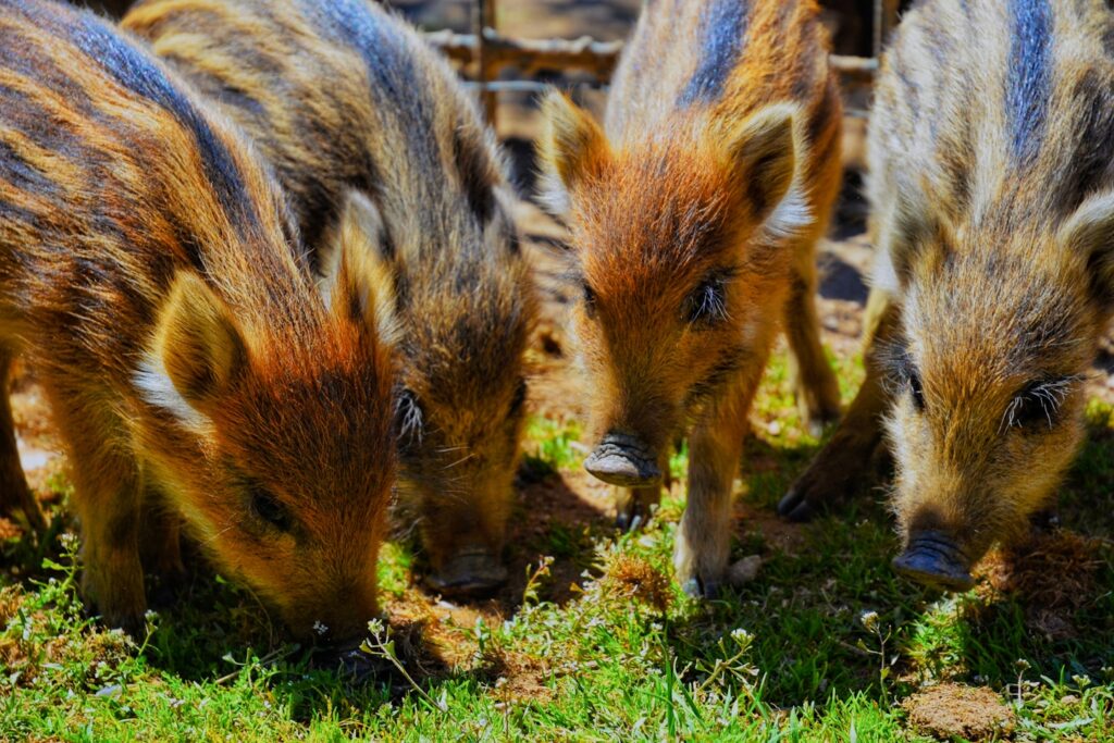 Beautiful image of 4 cute little boars feeding. Hope you like it!